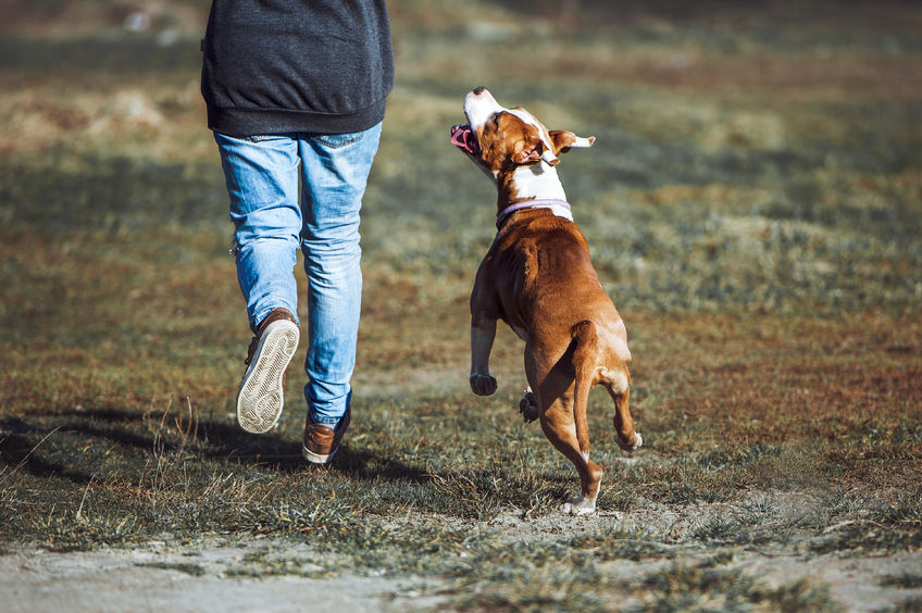 Promenade De Chien Comment Bien La Pr Parer Blog Wouf Wouf