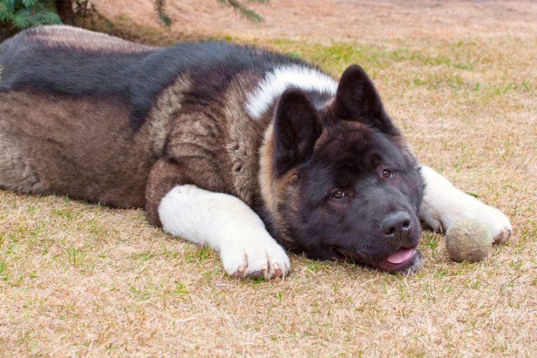 Akita Inu : Caractéristiques du chien | Blog Wouf Wouf