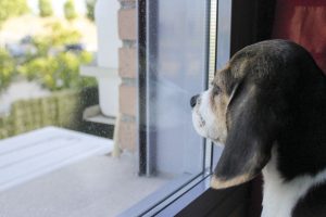 chien prêt pour le déconfinement