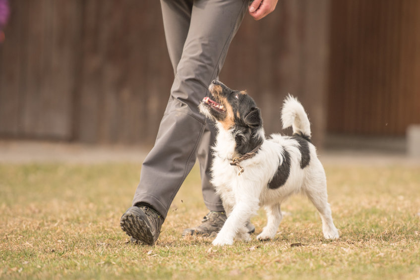 THE WOUF - SÉLECTION SPORT POUR CHIEN & MAÎTRE